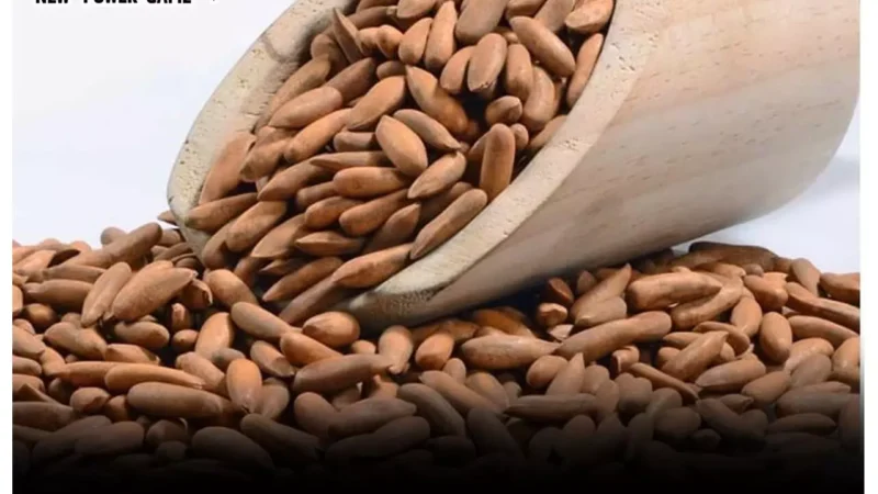 Chilgoza Health Benefits: चिलगोज़ा खाएंगे तो भूल जाएंगे उम्र के सालों की गिनती, सालों-साल रहेंगे बीमारियों से दूर…