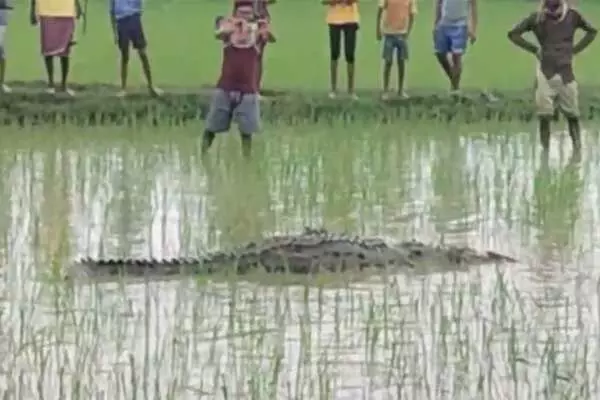 Bilaspur News: CG खेत में पहुंच गया मगरमच्छ: देखें वीडियो- लगी भीड़, टाइम पर नहीं पहुंचा सरकारी अमला तो ग्रामीणों ने…