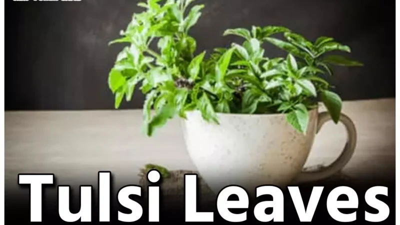 Tulsi Leaves Health Benefits: तुलसी पवित्र ही नहीं, बहुउपयोगी औषधि भी, आइए जानते हैं इसके खास फायदे…