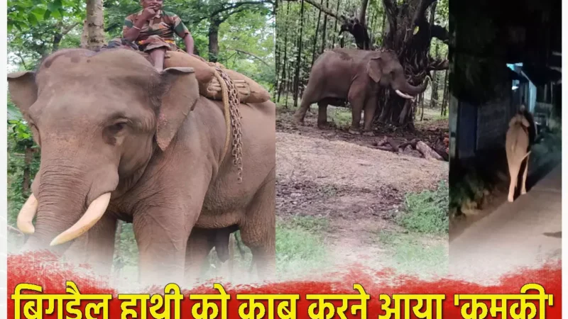 Kumki Elephant: बिगड़ैल दंतैल हाथी को काबू करने आया 'कुमकी', टाइगर को ट्रैक करने में भी निभा चुका महत्वपूर्ण भूमिका…