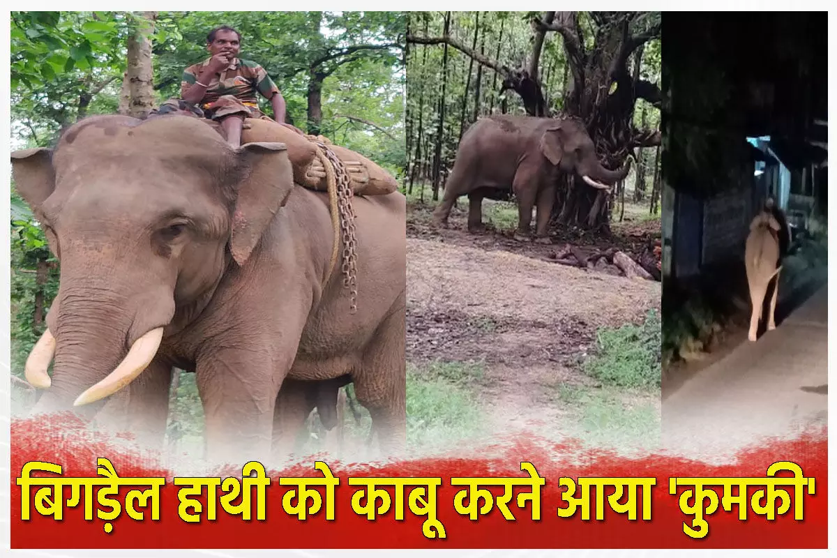 Kumki Elephant: बिगड़ैल दंतैल हाथी को काबू करने आया 'कुमकी', टाइगर को ट्रैक करने में भी निभा चुका महत्वपूर्ण भूमिका…
