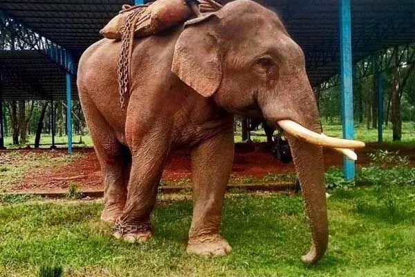 World Elephant Day 2024: छत्‍तीसगढ़ का अपना कुमकी हाथी राजू: जो कभी खुद करता था उपद्रव, अब करता है पूरे जंगल की निगरानी