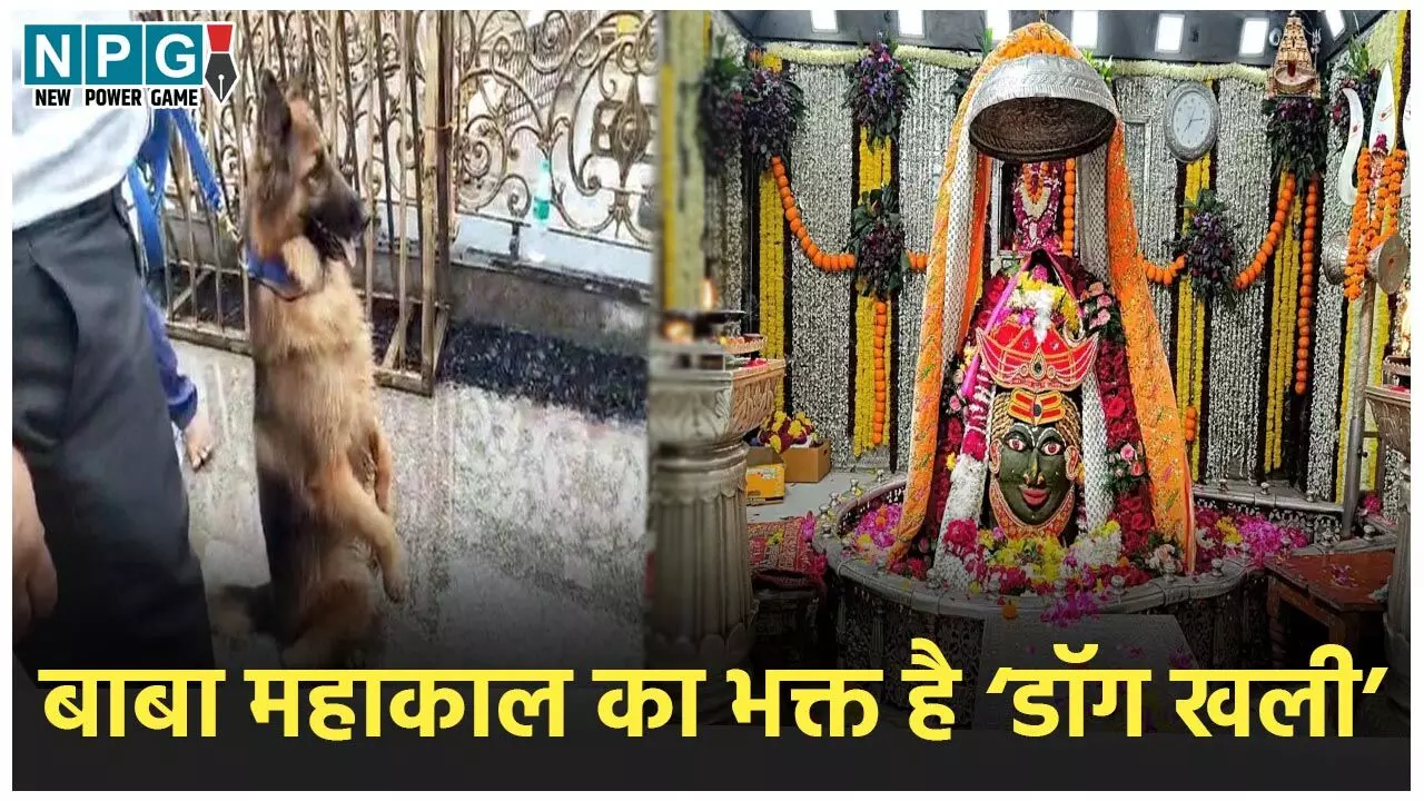 Ujjain News: महाकाल का भक्त है डॉग खली, हर सोमवार रखता है व्रत, ड्यूटी के दौरान पीता है सिर्फ दूध