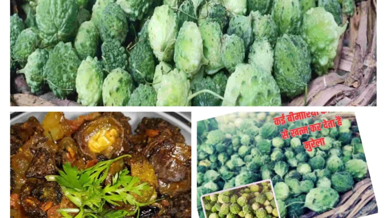 Chattisgarhi Barmasi Karela : मुंह मांगी कीमत में बिकती है स्वादिष्ट छत्तीसगढ़ी "बरमसी करेला"… आइए जानें इसके लाभ और रेसिपी