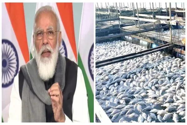 Pradhanmantri Vishesh Pakage Yojana: मछली पालन के लिए तालाब निर्माण के लिए सरकार दे रही 7 लाख रुपए, जानिए आत्मनिर्भर भारत अभियान के तहत अब तक कौन-कौन सी स्कीम्स हुईं लॉन्च