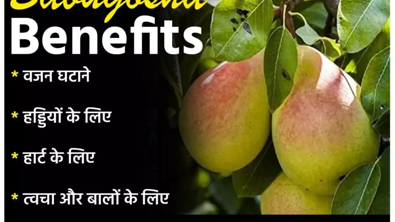 Babugosha Health Benefits: मुलायम, मीठा और जूसी बाबूगोशा है बरसात का सुपरफूड, समय रहते ये लीजिए इसके ये खास फायदे…