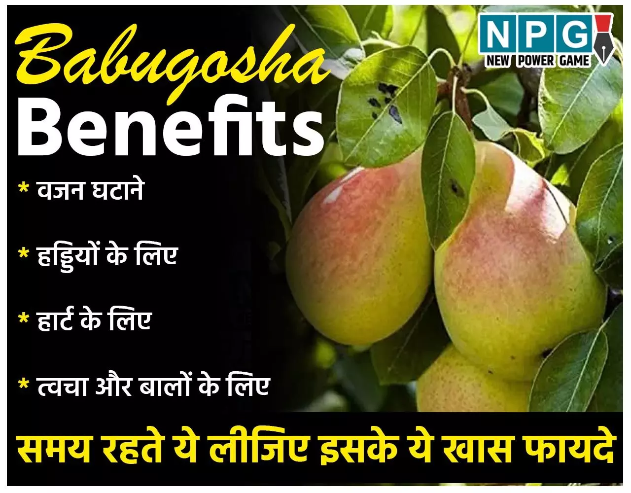 Babugosha Health Benefits: मुलायम, मीठा और जूसी बाबूगोशा है बरसात का सुपरफूड, समय रहते ये लीजिए इसके ये खास फायदे…