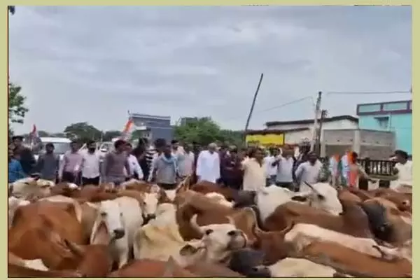 Chhattisgarh News: कांग्रेस का गो-सत्‍याग्रह: मवेशियों के साथ कांग्रेस ने किया प्रदर्शन, बीजेपी का पलटवार…