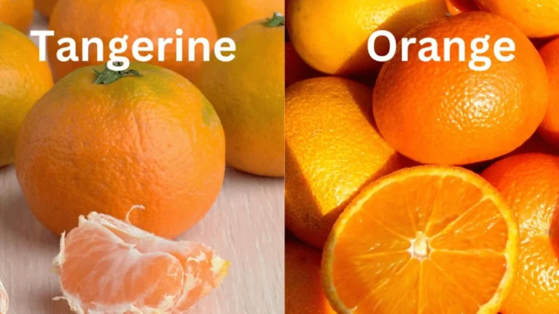 Tangerine Hindi Meaning: टेंजेरीन का हिंदी मीनिंग क्या है, फायदे और संतरे से तुलना, जानिए सबकुछ