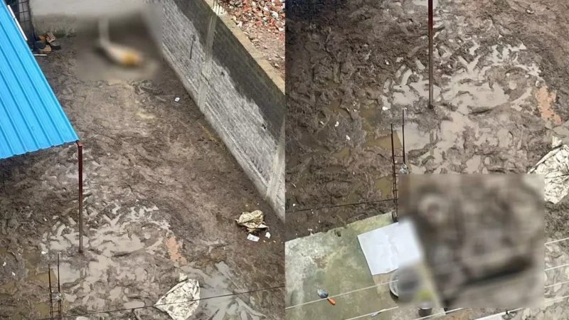 Raipur News: दो घोड़े को भूखा रखा, हो गई मौत, पुलिस ने किया Fir दर्ज…