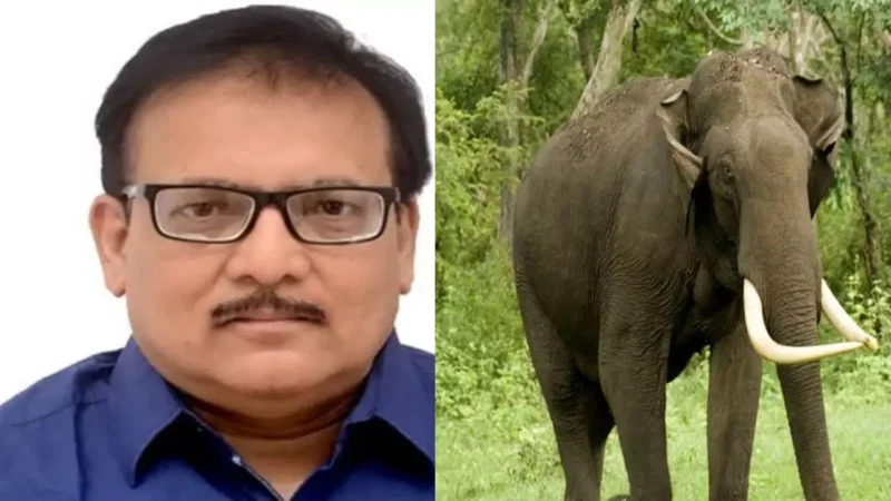 जंगल में फंसा गजराज, कर्नाटक से बुलाना पड़ा विशेषज्ञ, वन्यजीव प्रेमी नितिन सिंघवी ने PCCF Wild life को लिखा पत्र और कहा