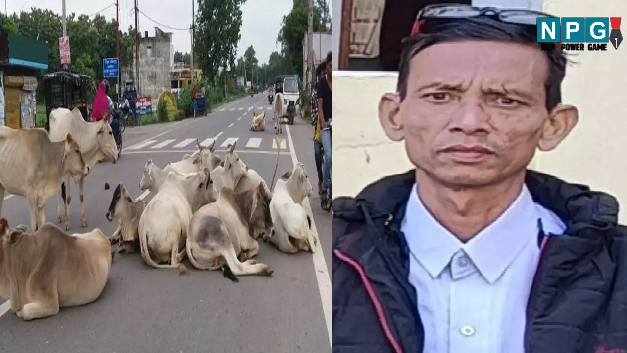 CG: व्याख्याता की मौत, रक्षाबंधन मनाकर लौट रहे थे घर, सड़क पर बैठे मावेशियों से बाइक टकराई…