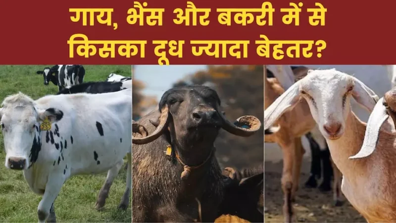 Which Milk is Best : गाय, भैंस या बकरी के दूध में से किसका दूध बेस्ट, जानिए क्या कहता है आयुर्वेद