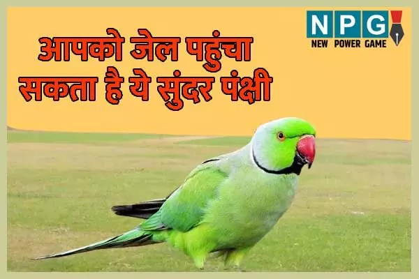 Chhattisgarh News: तोता प्रेमियों के लिए बुरी खबर: घर में पाल रखा है तो तुरंत उड़ा दें, पिंजरे में कैद मिठु आपको भेजवा सकता है जेल…