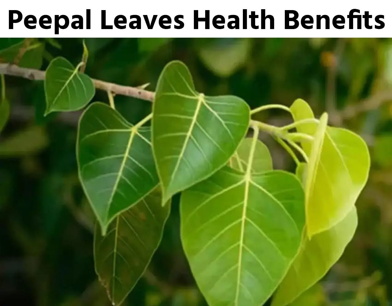 Peepal Leaves Health Benefits: पीपल सोखता है हानिकारक Co2, देता है खूब सारी ऑक्सीजन, इसके पेड़ का हर हिस्सा उपयोगी, जाने स्वास्थ्य लाभ…