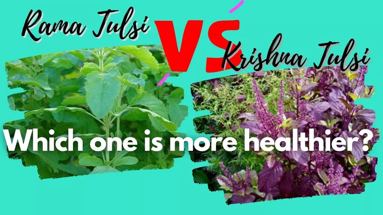 Tulsi Health Benifits : हर घर में होता है तुलसी का उपयोग… आइये जाने कौन सी तुलसी किसके लिए बेस्ट  "रामा या श्यामा तुलसी"
