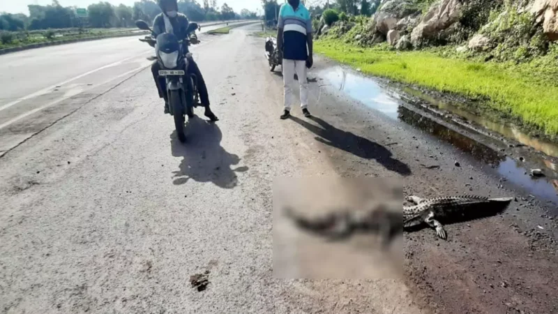 Bilaspur News: डैम से बाहर निकले मगरमच्छ की एक्सीडेंट में हुई मौत…