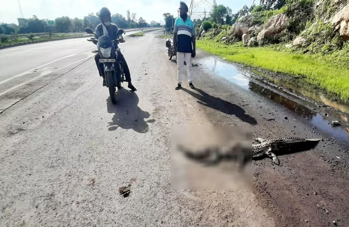 Bilaspur News: डैम से बाहर निकले मगरमच्छ की एक्सीडेंट में हुई मौत…