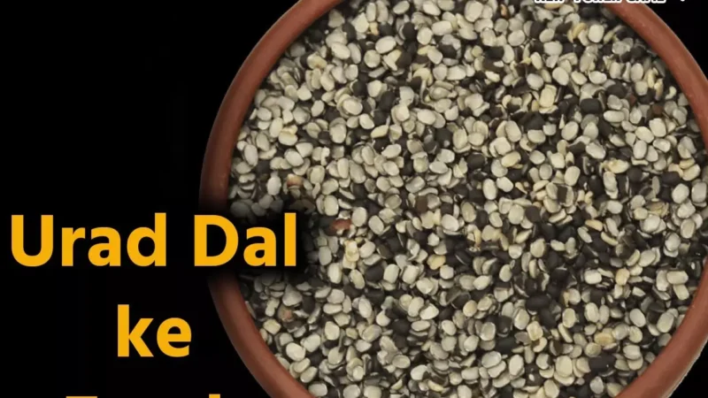 Urad Dal ke Fayde: उड़द दाल है बेहद फायदेमंद, पुरुषों के लिये खास, खून बढ़ाए, दिल को भी रखे स्वस्थ…