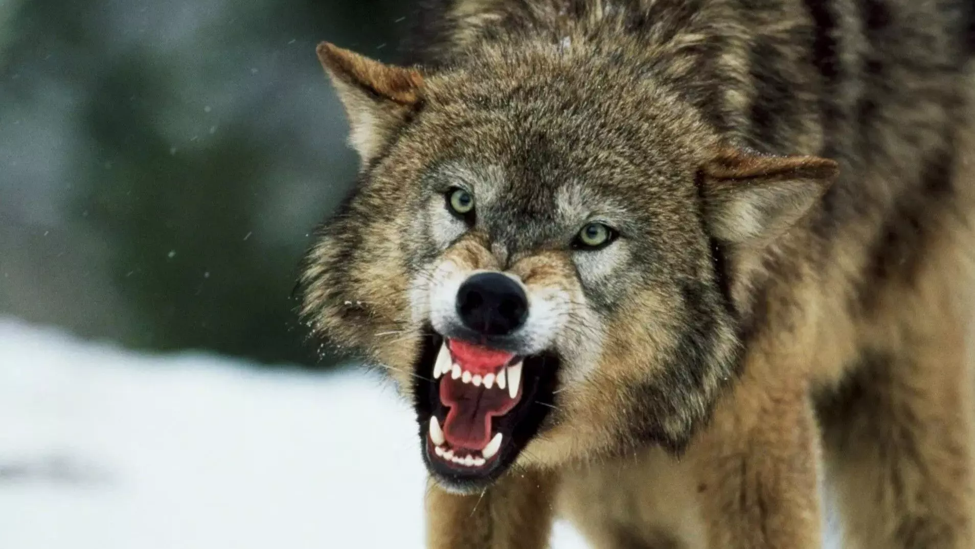 Bahraich Bhediya Attack: बहराइच में फिर पकड़ा गया आदमखोर भेड़िया, अब तक इतने लोगों को बना चुका है शिकार