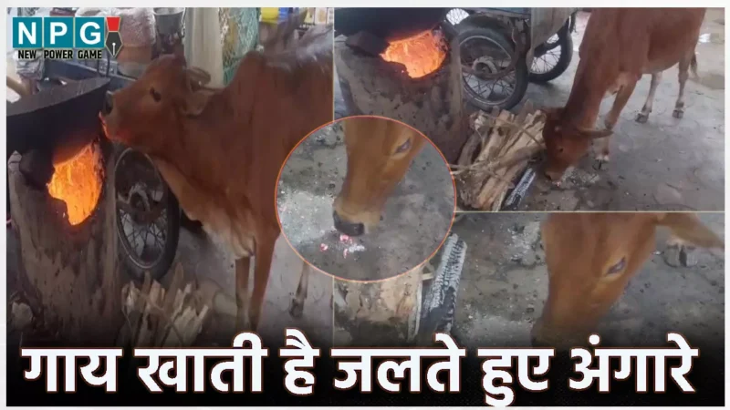 Cow Eats Embers: छत्तीसगढ़ में गाय खाती है जलते हुए अंगारे, चमत्कार मानकर लोग कर रहें पूजा-पाठ, वीडियो वायरल…
