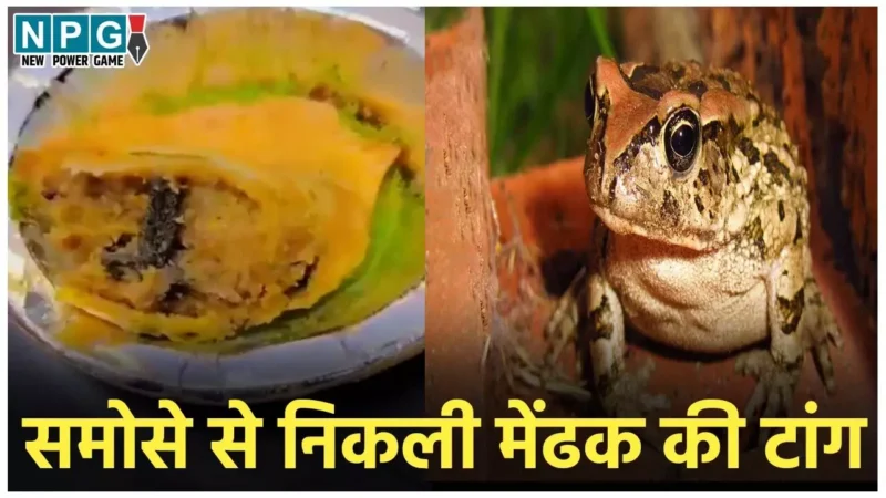 Frog In Samosa: चॉकलेट में चूहा, आइसक्रीम में उंगली…तो अब समोसे से निकली मेंढक की टांग, फेमस स्वीट शॉप में हुआ जमकर हंगामा