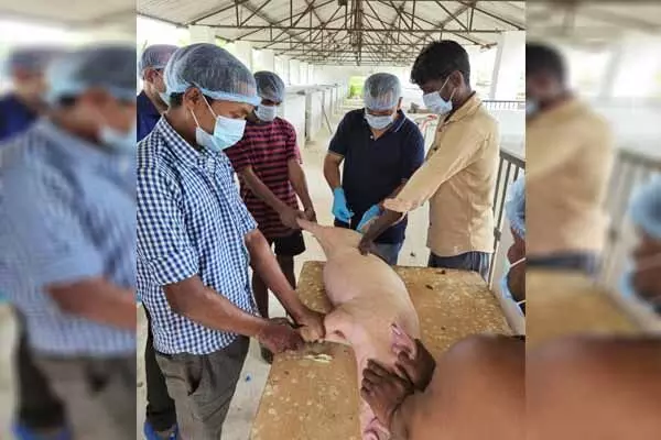 Chhattisgarh News: सरगुजा में सुअरों पर हो रहा इस वैक्सीन का ट्रायल: देशभर के वैज्ञानिकों की रिसर्च और वैक्सीन की सफलता पर टिकी नजर…