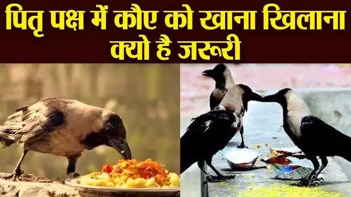 Feeding Crows for the Shradh : कौवा को अर्पित भोजन मिलता है पितरों को, इनके बिना श्राद्ध कर्म अधूरा