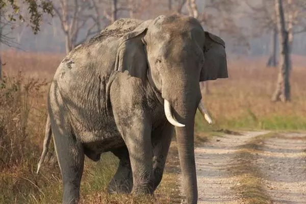 Korba Elephant Attack: गजराज का आतंक, दंतैल हाथी ने 5 गोवंश को रौंदकर मार डाला, 3 घायल