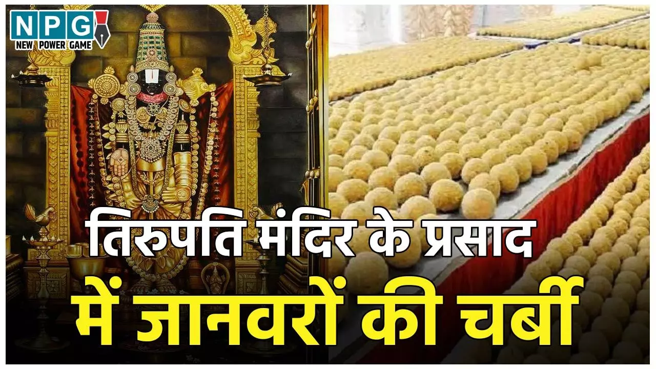 Tirupati Laddu News: तिरुपति मंदिर के प्रसाद में मिले गोमांस की चर्बी, मछली का तेल और एनिमल फैट, लैब रिपोर्ट में खुलासा