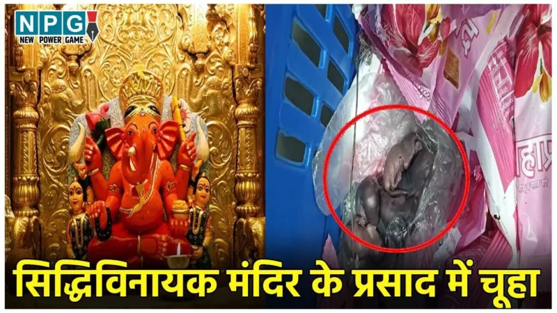 Siddhivinayak Temple Prasad News: सिद्धिविनायक मंदिर के प्रसाद में मिले चूहे के बच्चे… वायरल हुआ वीडियो
