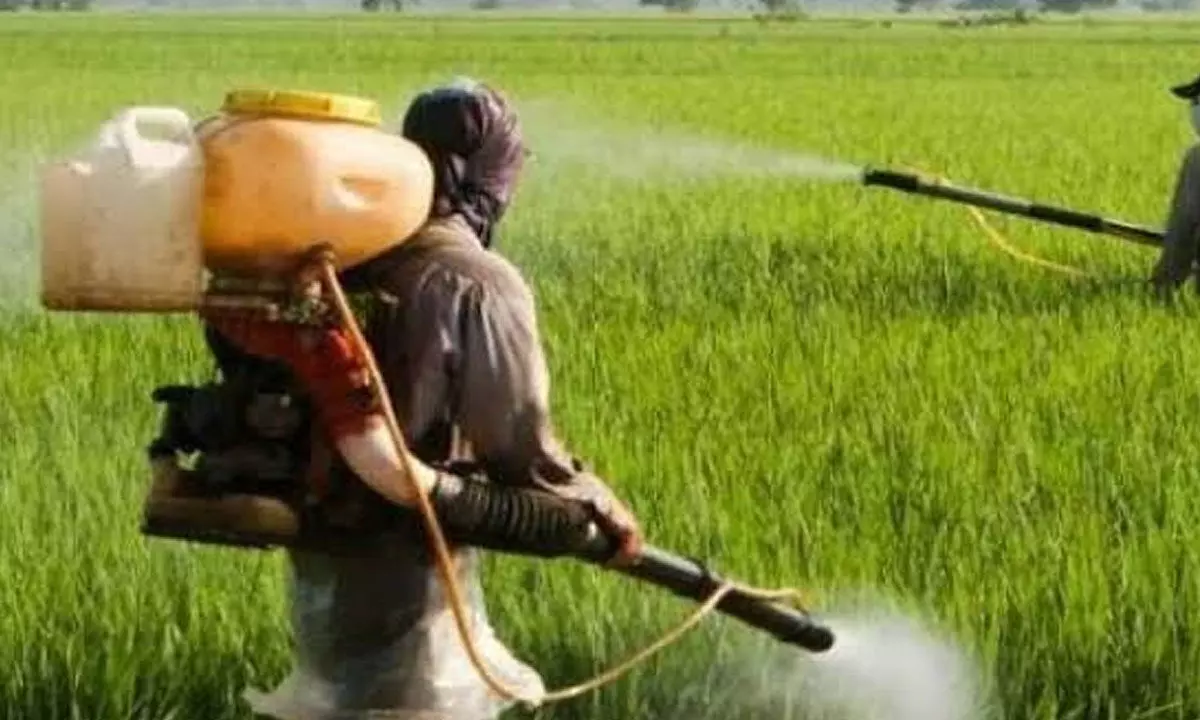 CG News: प्रदेश में लगभग शत-प्रतिशत बोनी पूर्ण, किसानों को सुगमता के साथ लक्ष्य का 102 प्रतिशत खाद वितरित