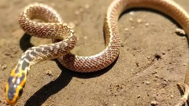 Dayodaya Express Snake News: यात्रियों की सुरक्षा भगवान भरोसे, ट्रेन के एसी कोच में बैठा हुआ था सांप, फिर जो हुआ…