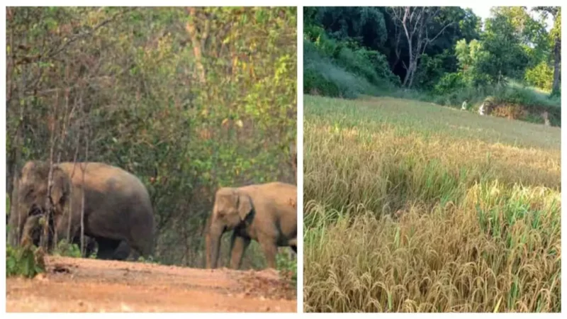 Balod: दंतैल हाथी ने मचाया उत्पात, अब तक 6 लोगों की हाथियों के हमले में मौत, जानें हाथियों से बचाव के तरीके