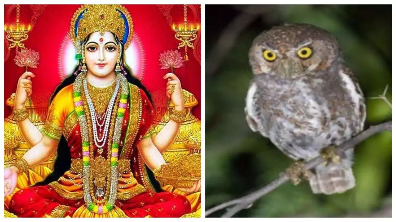 मां लक्ष्मी का वाहन है उल्लू, जानें इसे कब देखना है शुभ और कब अशुभ