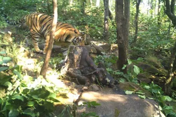 Guru Ghasidas Tiger Reserve: छत्तीगसढ़ के गुरु घासीदास टाइगर रिजर्व में शिकार करते कैद हुआ बाघ..देखिये फोटो