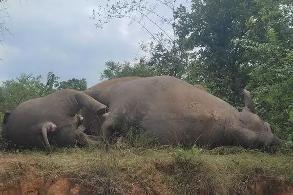Chhattisgarh News: करंट से हाथियों की मौत पर वन्यजीव प्रेमी की नाराजगी: पूछा- कब तक बदलेंगे बिजली लाइन को कवर्ड कंडक्टर में?