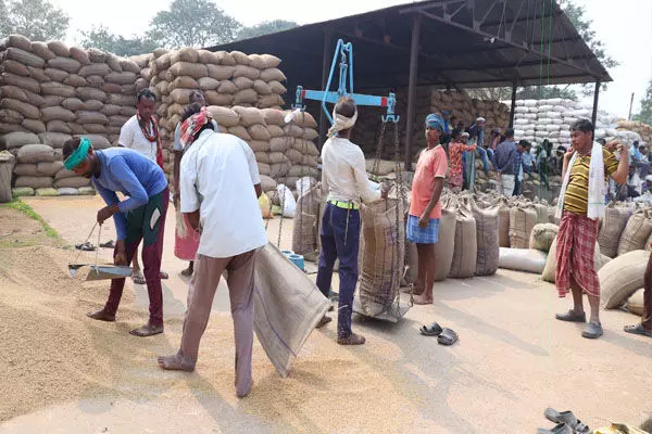 Paddy Procurement: तीन दिन की धान खरीदी में आकड़ा 3 लाख टन के पार: किसानों को 502.53 करोड़ का हो चुका भुगतान