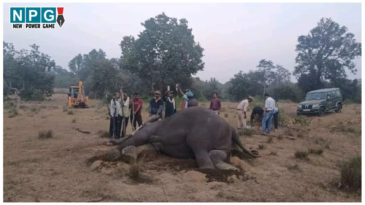 MP Elephant Death Case: टाइगर रिजर्व में 10 हाथियों की मौत, CM ने बुलाई आपातकालीन बैठक, सख्त कार्यवाही के दिए निर्देश