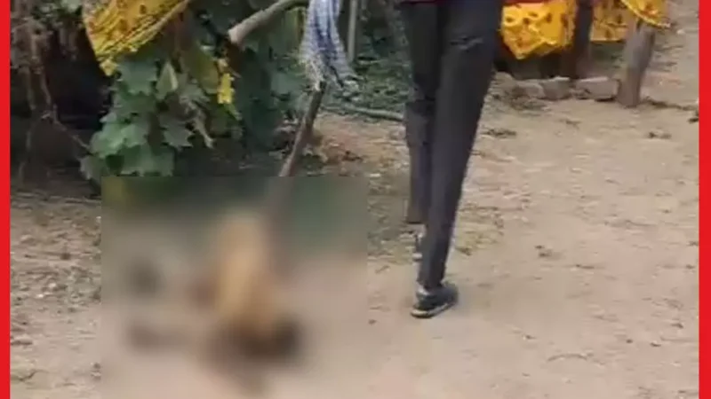 Bilaspur News: शराबी युवक ने बंदर पर बरसाए लाठी, गंभीर हालत में कानन पेंडारी जू में चल रहा इलाज