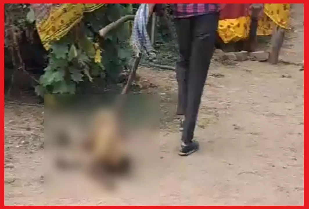 Bilaspur News: शराबी युवक ने बंदर पर बरसाए लाठी, गंभीर हालत में कानन पेंडारी जू में चल रहा इलाज