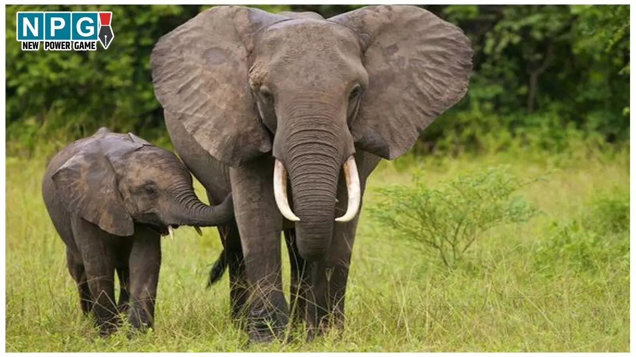 MP Elephant Death: हाथियों की निगरानी के लिए 6 विशेष टीम का गठन, हर मूवमेंट पर रखेगी नज़र, CM के निर्देश पर कार्रवाई