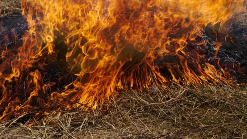 Delhi Pollution: पराली जलाने पर अब लगेगा दोगुना जुर्माना, सुप्रीम कोर्ट की सख्ती पर एक्शन में केंद्र सरकार