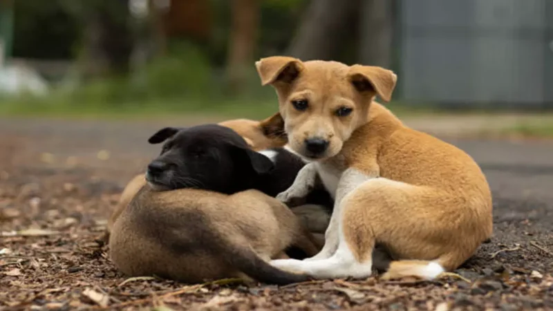 Meerut News: क्रूरता की हदें पार! दो महिलाओं ने कुत्ते के 5 बच्चों को पेट्रोल डालकर जिंदा जलाया, घटना जान कांप जाएगी रूह