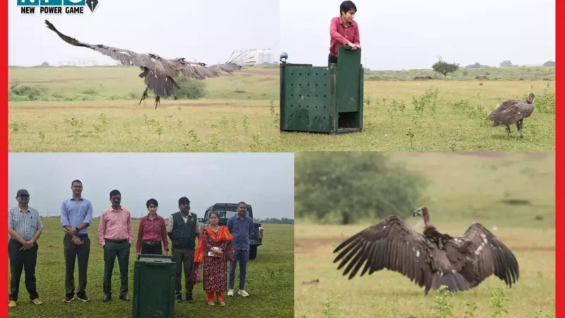 छत्तीसगढ़ में सफेद पूंछ वाले बीमार गिद्ध की बचाई गई जान, 500 किलोमीटर की यात्रा कर बागबाहरा वनक्षेत्र में पहुंचा था…