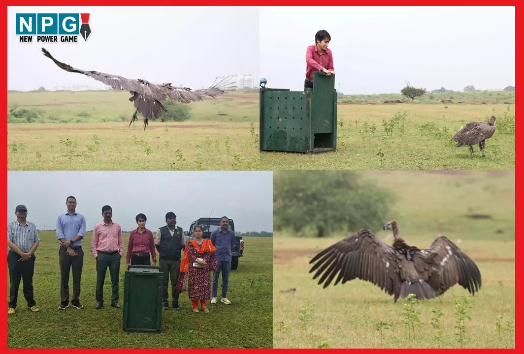 छत्तीसगढ़ में सफेद पूंछ वाले बीमार गिद्ध की बचाई गई जान, 500 किलोमीटर की यात्रा कर बागबाहरा वनक्षेत्र में पहुंचा था…