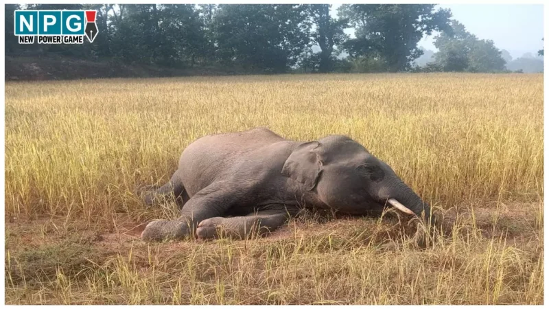 CG Elephant Death Case: छत्तीसगढ़ में करंट से हो रही हाथियों की मौत, अब तक 18 हाथियों की गई जान