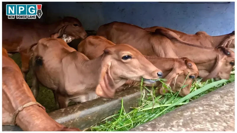 MP News: राज्य में बनाई जाएगी अत्याधुनिक गौशाला, गायों के उपचार के लिए चिकित्सा वार्ड का भी निर्माण