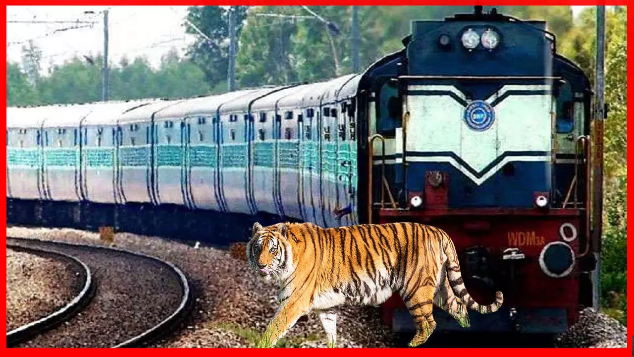 Train News: ट्रेन से टकराया टाइगर और फिर मच गया अफरा-तफरी, सात घंटे रुकी रही ट्रेन