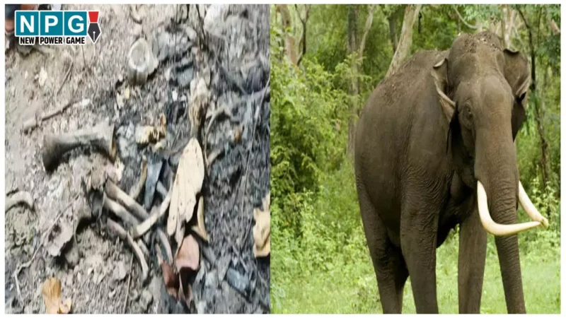 CG News: वन्यजीव खतरे में, पहले टाइगर फिर तेंदुए और अब हाथी का मिला शव, रहस्यमयी मौत ने खड़े किये सवाल
